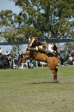 Fiesta Veteranos